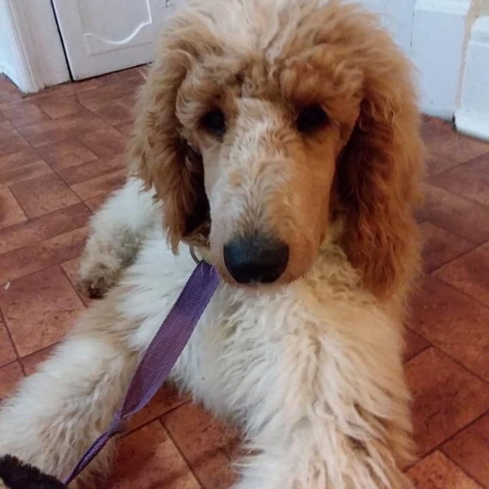 Meet your Posher, Bernard